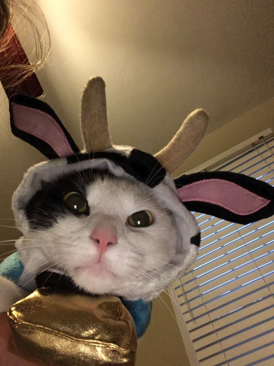 Bcat