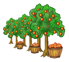 Orange Trees